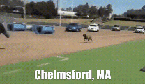 a picture of a dog running on a baseball field with the words chelmsford ma on the bottom