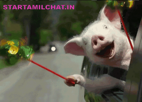 a picture of a pig sticking its head out of a car window with the words starttamilchat.in under it