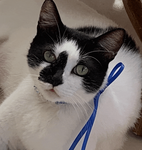 a black and white cat with green eyes and a blue bow around its neck