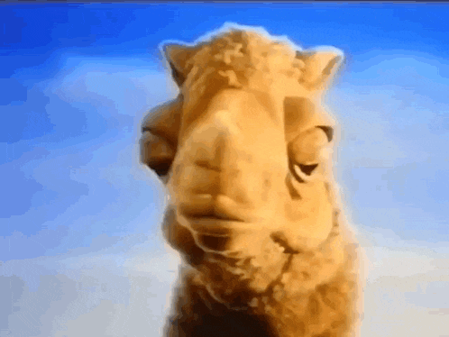 a close up of a camel 's face with a blue sky in the background .