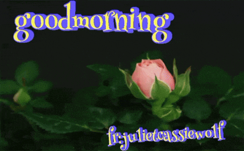 a pink rose is on a black background with the words good morning