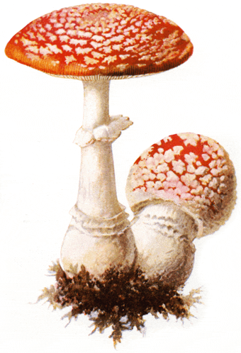 a drawing of a mushroom with a red top and white spots
