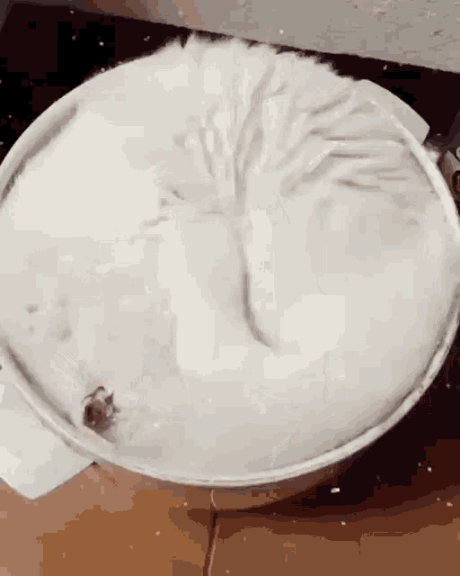 Ice Cream Cat GIF - Ice Cream Cat Cute GIFs