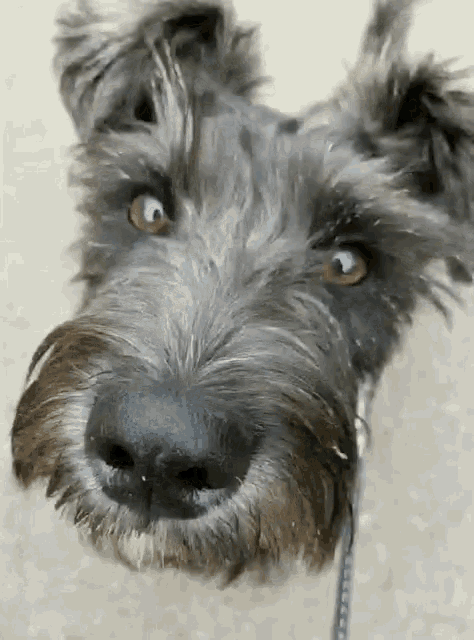 Wowzer Dog GIF - Wowzer Dog Cute GIFs