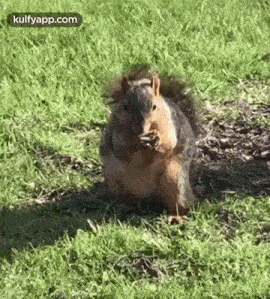a squirrel is sitting in the grass eating nuts .