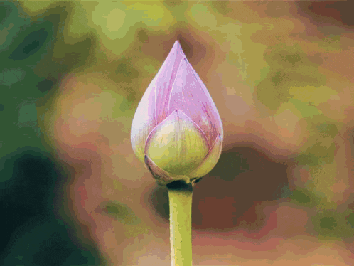 a close up of a flower bud with a green stem