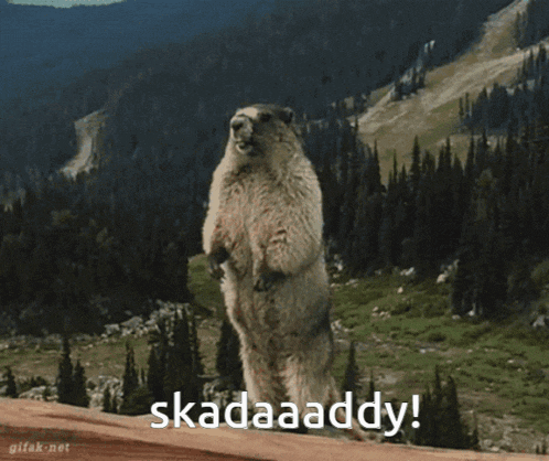 a groundhog standing on its hind legs with the words skadaaddy written on the bottom