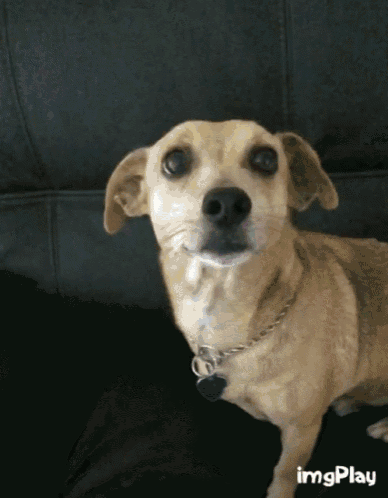 a small dog is sitting on a black couch and looking at the camera with imgplay written on the bottom right