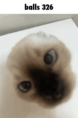 a close up of a dog 's face with the words `` balls 326 '' written on it .