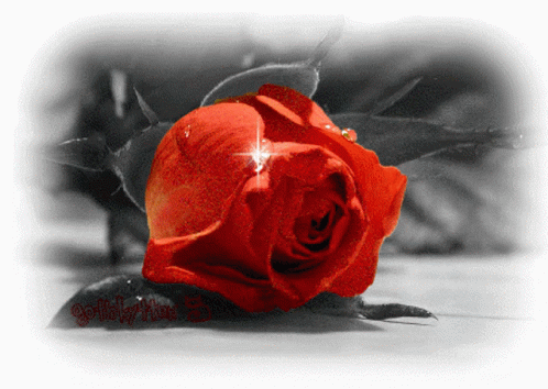 Red Rose Romantic GIF - Red Rose Romantic Love GIFs