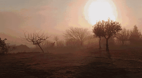 a foggy field with trees in the foreground and the sun shining through the fog