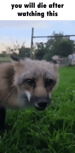 a fox is standing in the grass with the caption you will die after watching this
