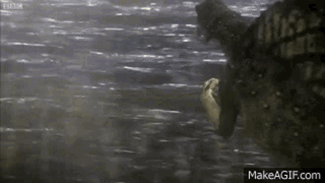 a crocodile is swimming in a river with a fish in its mouth .