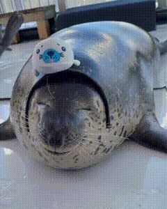 a seal with a hat on its head is laying on a table .