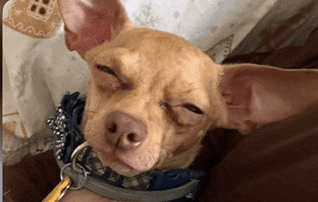 a small brown dog wearing a blue collar and a yellow key chain