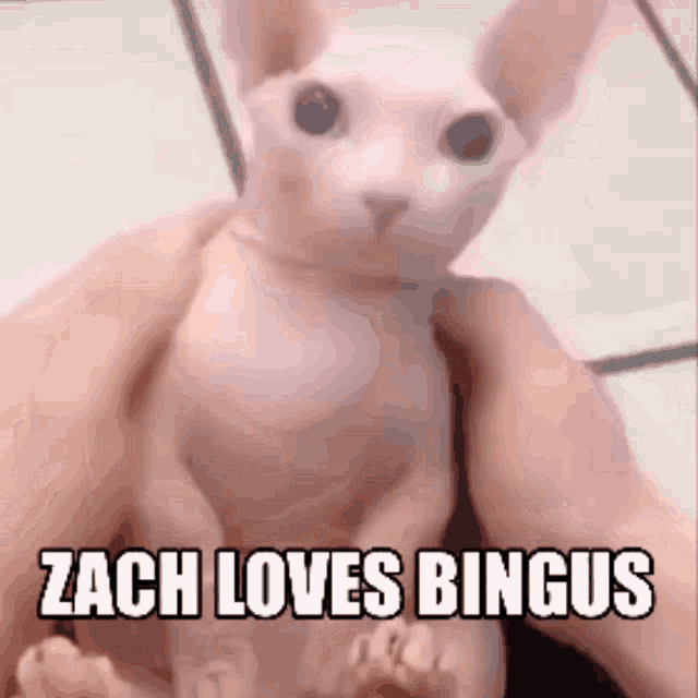 Zacharie Loves Bingus Zach Loves Bingus GIF - Zacharie Loves Bingus Zach Loves Bingus Bingus GIFs