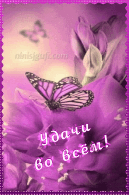a picture of purple flowers with a butterfly and the words " ydau bo cem "