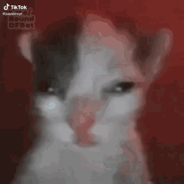 a close up of a cat 's face with a blurry background .