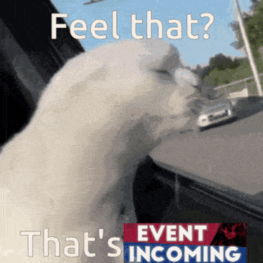 a cat is looking out a window with the words feel that that 's incoming on the bottom