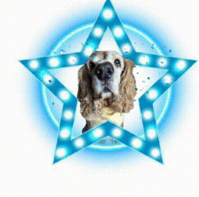 a cocker spaniel is sitting inside of a blue star with lights on it