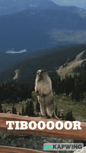 a ground squirrel standing on its hind legs behind a wooden railing with the words tiboooor on it