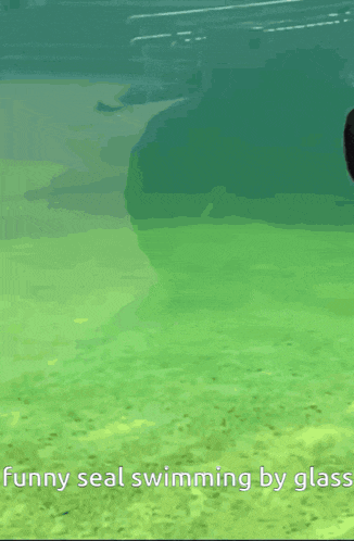 a seal is swimming by glass in a pool