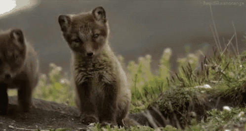 two fox cubs are standing in the grass looking at the camera .