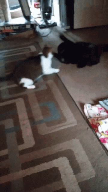 two cats are laying on a rug on the floor