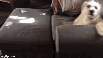 a dog is laying on a couch next to an ottoman with imgflip.com at the bottom of the screen