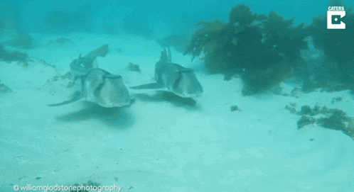 a group of sharks are swimming in the ocean with a caption that says " caters "
