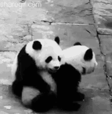 a couple of panda bears hugging each other on a sidewalk .