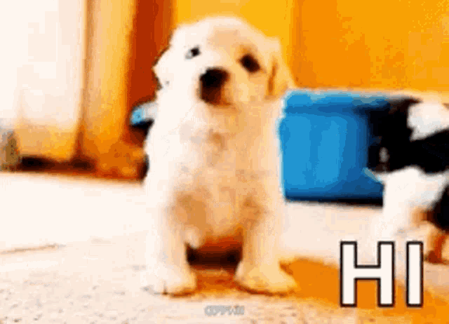 a small white puppy is standing on its hind legs and says hi .
