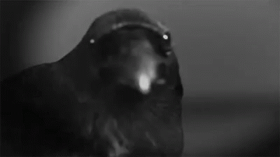 Corvid Bird GIF - Corvid Bird Black GIFs