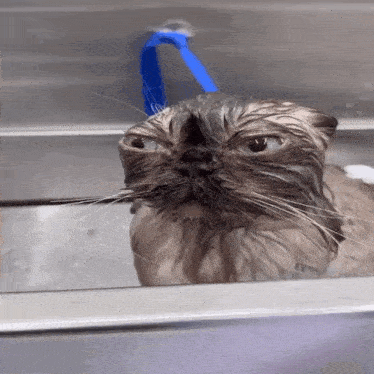 a wet cat with a blue hose hanging from its head