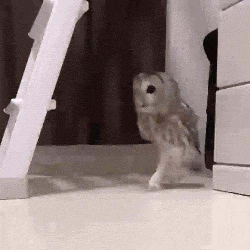 an owl is standing on its hind legs in front of a white ladder .