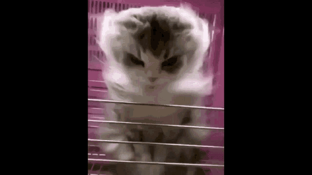 Vergil Cat GIF - Vergil Cat Dmc GIFs