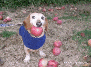 a dog wearing a blue shirt is eating an apple