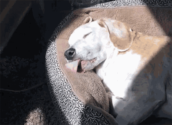 Dog Dreaming GIF - Dog Dreaming Tongue Out GIFs