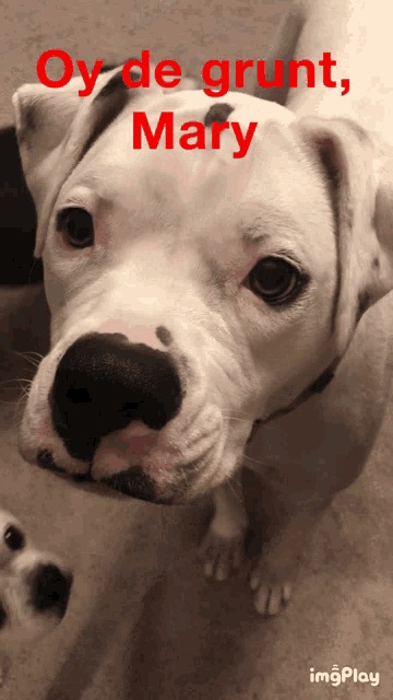 a close up of a dog with the words oy de grunt mary written on it