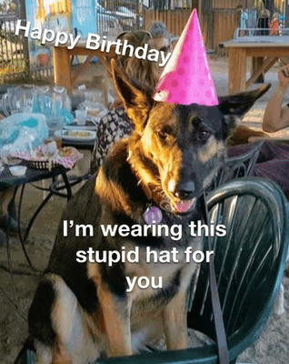 Happy Birthday Wishes Dog Birthday GIF - Happy birthday wishes Dog ...