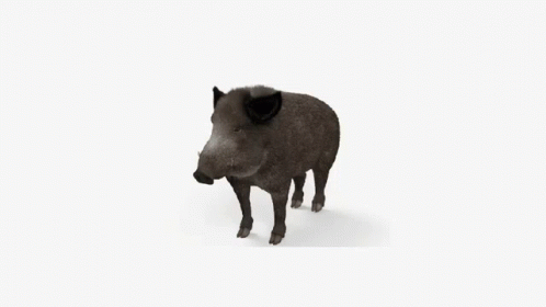 Boar Boar Spin GIF - Boar Boar Spin Boar Rotate GIFs