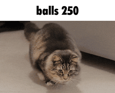 a cat is standing in front of a sign that says " balls 250 "