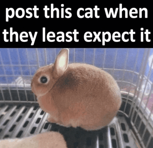 a rabbit in a cage with the words post this cat when they least expect it above it