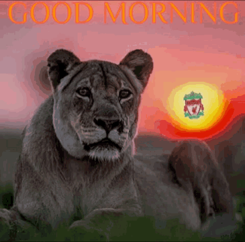 a picture of a lion with the words good morning