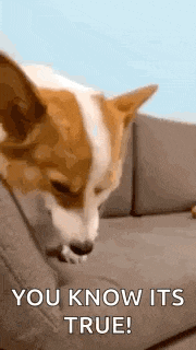 a dog is sitting on a couch with the words `` you know it 's true '' .