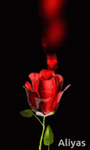 Rose Heart GIF - Rose Heart GIFs