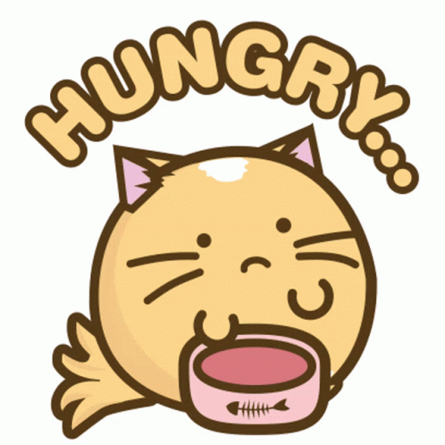 Cat Cats GIF - Cat Cats Hungry GIFs