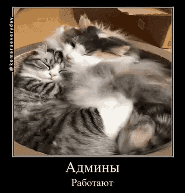 a picture of two cats sleeping in a cardboard box with the caption admins работают