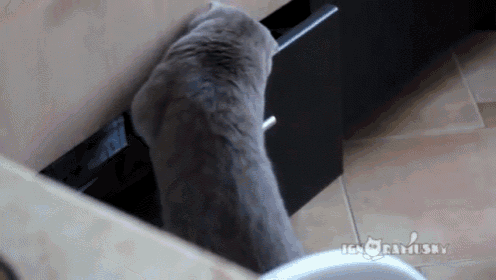 Cat Gets Caught Stealing From Drawer GIF - Cats GIFs