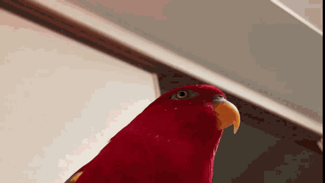 Parrot GIF - Parrot GIFs